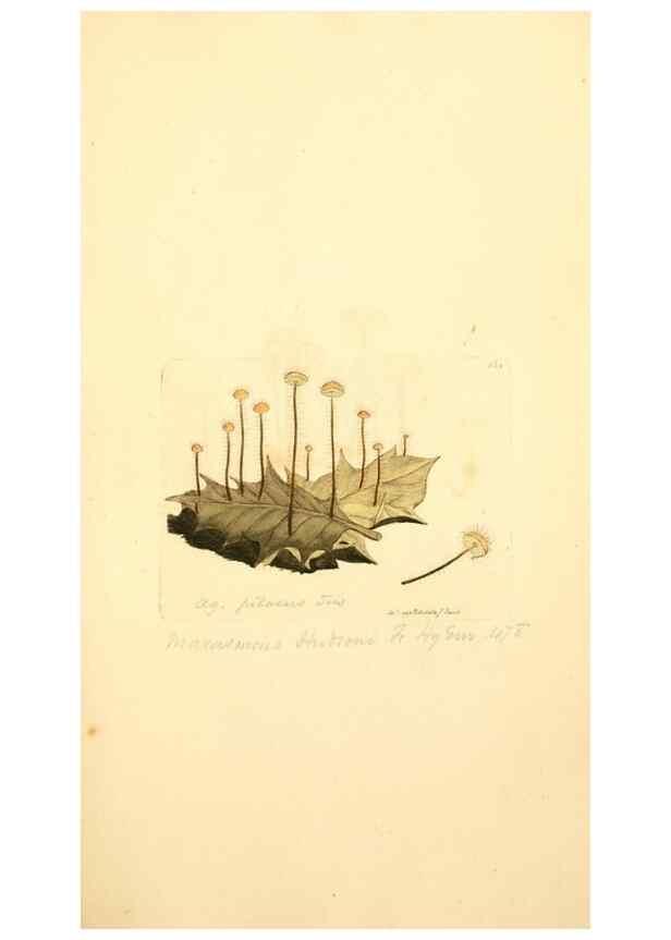 Reproducción/Reproduction 8230475422: Coloured figures of English fungi or mushrooms.. London,Printed by J. Davis,1797-[1809]
