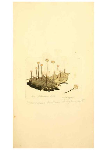 Reproducción/Reproduction 8230475422: Coloured figures of English fungi or mushrooms.. London,Printed by J. Davis,1797-[1809]
