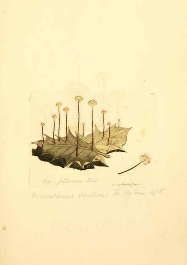 Reproducción/Reproduction 8230475422: Coloured figures of English fungi or mushrooms.. London,Printed by J. Davis,1797-[1809]