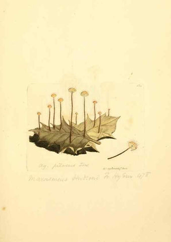 Reproducción/Reproduction 8230475422: Coloured figures of English fungi or mushrooms.. London,Printed by J. Davis,1797-[1809]