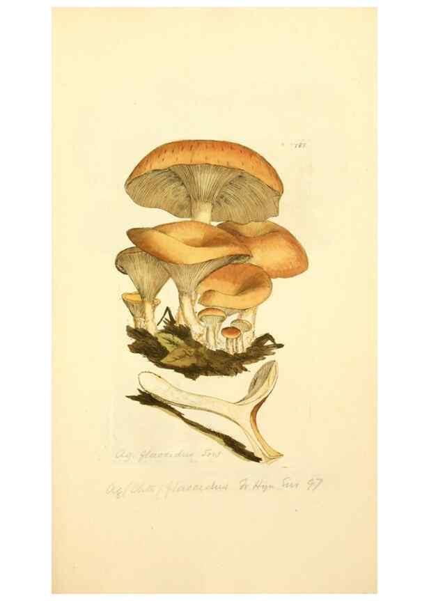 Reproducción/Reproduction 8230485634: Coloured figures of English fungi or mushrooms.. London,Printed by J. Davis,1797-[1809]