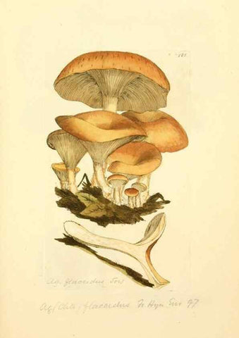 Reproducción/Reproduction 8230485634: Coloured figures of English fungi or mushrooms.. London,Printed by J. Davis,1797-[1809]