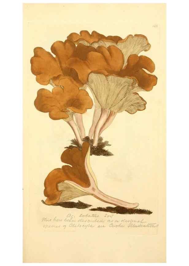 Reproducción/Reproduction 8229420783: Coloured figures of English fungi or mushrooms.. London,Printed by J. Davis,1797-[1809]