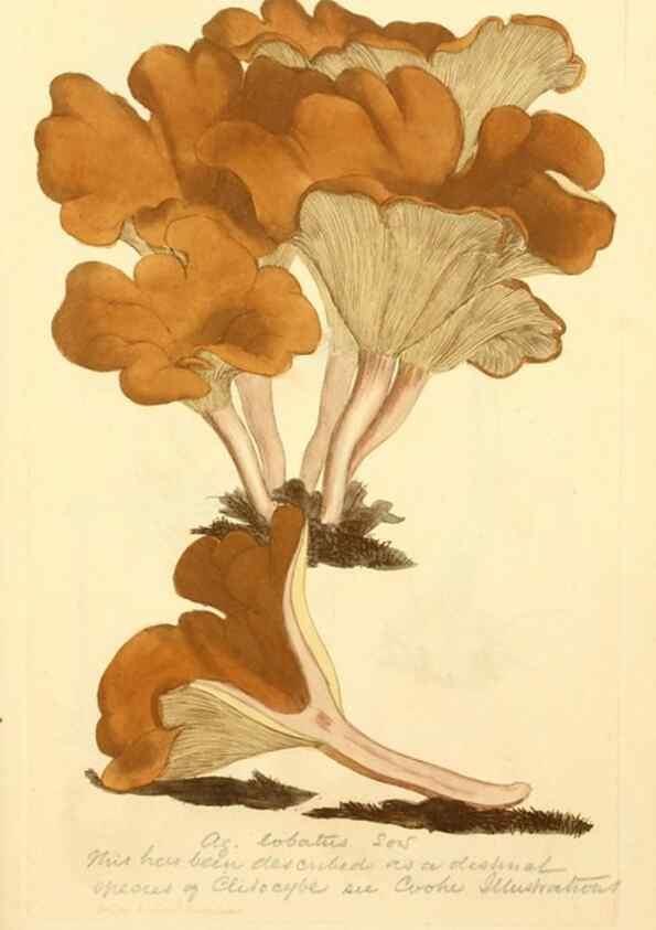 Reproducción/Reproduction 8229420783: Coloured figures of English fungi or mushrooms.. London,Printed by J. Davis,1797-[1809]