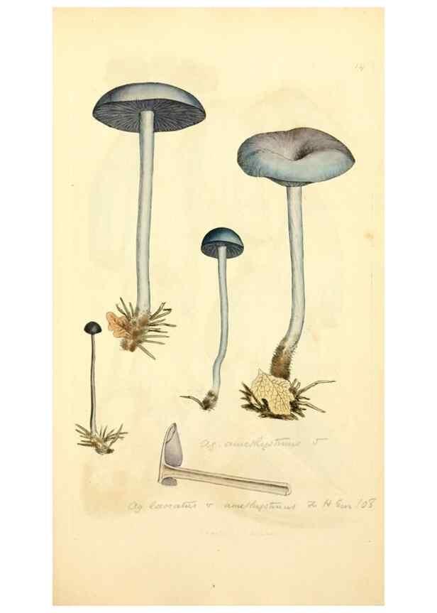 Reproducción/Reproduction 8229421191: Coloured figures of English fungi or mushrooms.. London,Printed by J. Davis,1797-[1809]