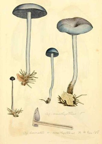 Reproducción/Reproduction 8229421191: Coloured figures of English fungi or mushrooms.. London,Printed by J. Davis,1797-[1809]