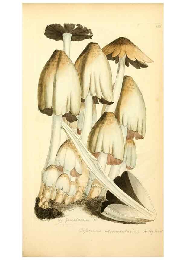Reproducción/Reproduction 8230487356: Coloured figures of English fungi or mushrooms.. London,Printed by J. Davis,1797-[1809]