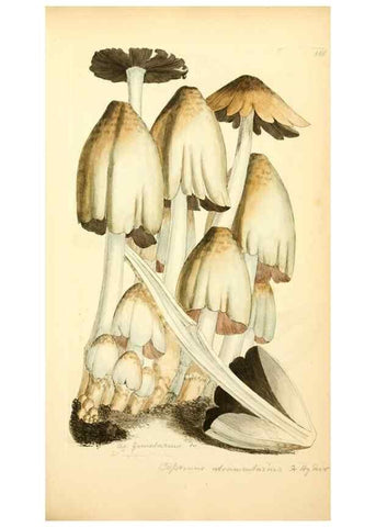 Reproducción/Reproduction 8230487356: Coloured figures of English fungi or mushrooms.. London,Printed by J. Davis,1797-[1809]