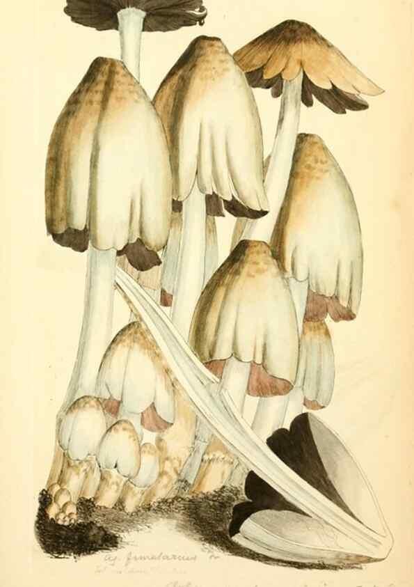 Reproducción/Reproduction 8230487356: Coloured figures of English fungi or mushrooms.. London,Printed by J. Davis,1797-[1809]
