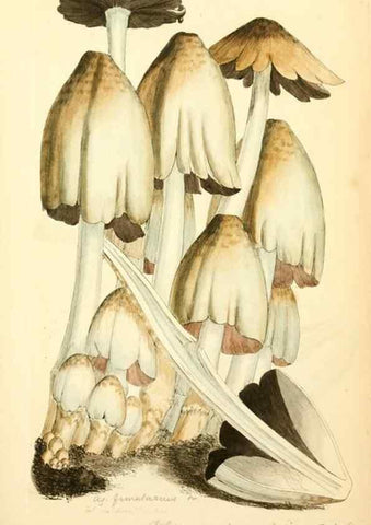Reproducción/Reproduction 8230487356: Coloured figures of English fungi or mushrooms.. London,Printed by J. Davis,1797-[1809]