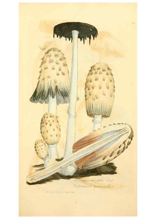 Reproducción/Reproduction 8229422533: Coloured figures of English fungi or mushrooms.. London,Printed by J. Davis,1797-[1809]