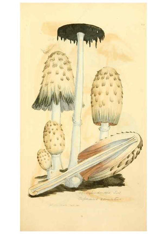 Reproducción/Reproduction 8229422533: Coloured figures of English fungi or mushrooms.. London,Printed by J. Davis,1797-[1809]
