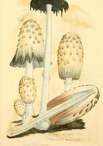 Reproducción/Reproduction 8229422533: Coloured figures of English fungi or mushrooms.. London,Printed by J. Davis,1797-[1809]