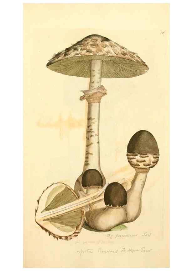 Reproducción/Reproduction 8230488378: Coloured figures of English fungi or mushrooms.. London,Printed by J. Davis,1797-[1809]