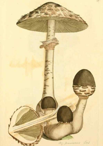Reproducción/Reproduction 8230488378: Coloured figures of English fungi or mushrooms.. London,Printed by J. Davis,1797-[1809]