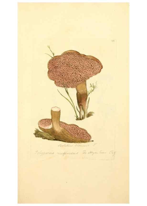Reproducción/Reproduction 8230488934: Coloured figures of English fungi or mushrooms.. London,Printed by J. Davis,1797-[1809]