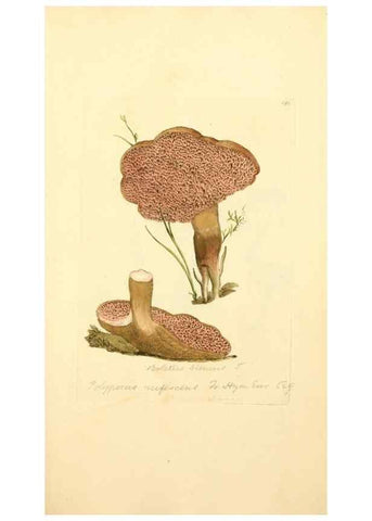 Reproducción/Reproduction 8230488934: Coloured figures of English fungi or mushrooms.. London,Printed by J. Davis,1797-[1809]