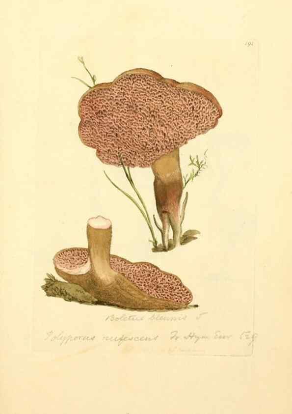 Reproducción/Reproduction 8230488934: Coloured figures of English fungi or mushrooms.. London,Printed by J. Davis,1797-[1809]