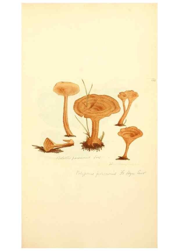 Reproducción/Reproduction 8229424029: Coloured figures of English fungi or mushrooms.. London,Printed by J. Davis,1797-[1809]