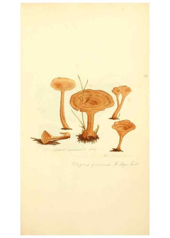 Reproducción/Reproduction 8229424029: Coloured figures of English fungi or mushrooms.. London,Printed by J. Davis,1797-[1809]
