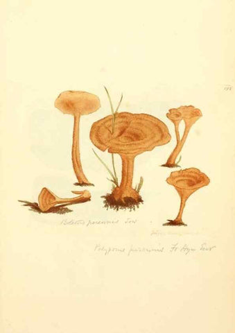 Reproducción/Reproduction 8229424029: Coloured figures of English fungi or mushrooms.. London,Printed by J. Davis,1797-[1809]