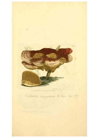 Reproducción/Reproduction 8229424421: Coloured figures of English fungi or mushrooms.. London,Printed by J. Davis,1797-[1809]