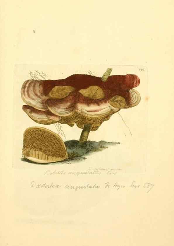 Reproducción/Reproduction 8229424421: Coloured figures of English fungi or mushrooms.. London,Printed by J. Davis,1797-[1809]