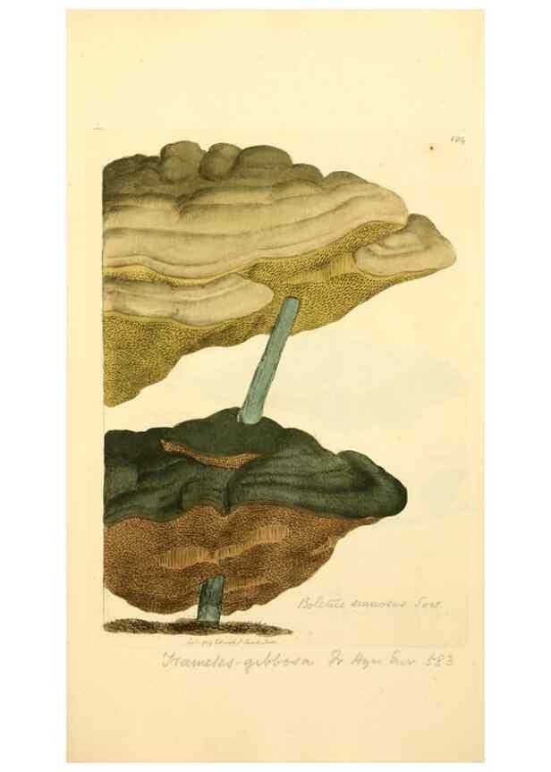 Reproducción/Reproduction 8229424865: Coloured figures of English fungi or mushrooms.. London,Printed by J. Davis,1797-[1809]