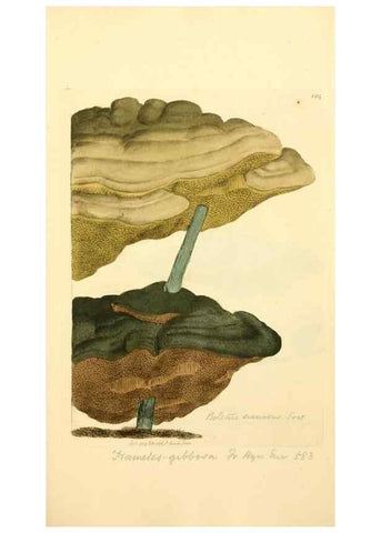 Reproducción/Reproduction 8229424865: Coloured figures of English fungi or mushrooms.. London,Printed by J. Davis,1797-[1809]