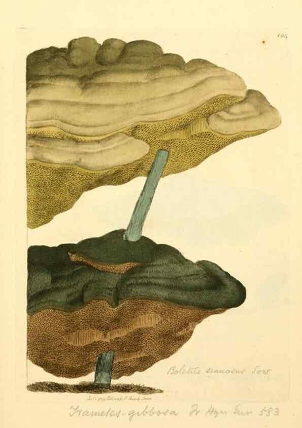 Reproducción/Reproduction 8229424865: Coloured figures of English fungi or mushrooms.. London,Printed by J. Davis,1797-[1809]