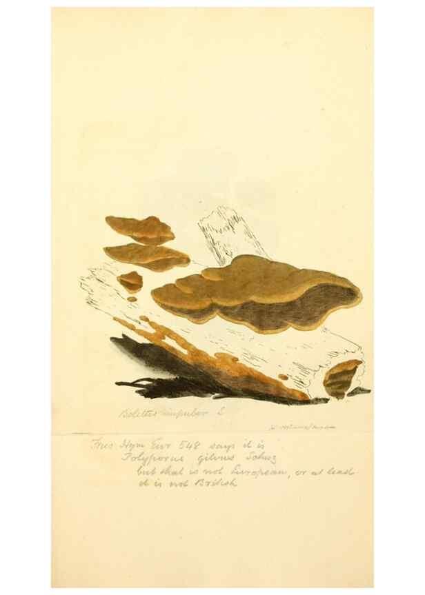 Reproducción/Reproduction 8230490682: Coloured figures of English fungi or mushrooms.. London,Printed by J. Davis,1797-[1809]