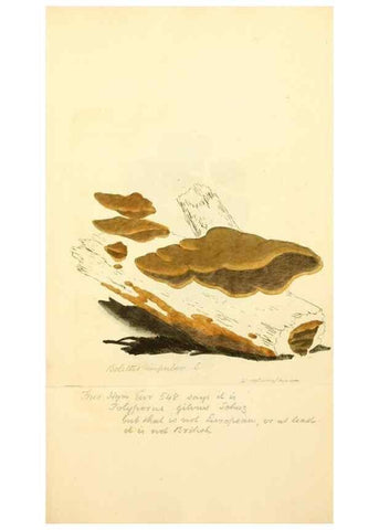 Reproducción/Reproduction 8230490682: Coloured figures of English fungi or mushrooms.. London,Printed by J. Davis,1797-[1809]