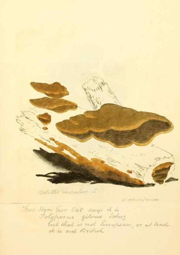 Reproducción/Reproduction 8230490682: Coloured figures of English fungi or mushrooms.. London,Printed by J. Davis,1797-[1809]