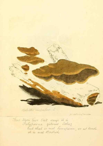 Reproducción/Reproduction 8230490682: Coloured figures of English fungi or mushrooms.. London,Printed by J. Davis,1797-[1809]