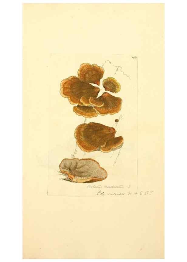 Reproducción/Reproduction 8229425713: Coloured figures of English fungi or mushrooms.. London,Printed by J. Davis,1797-[1809]