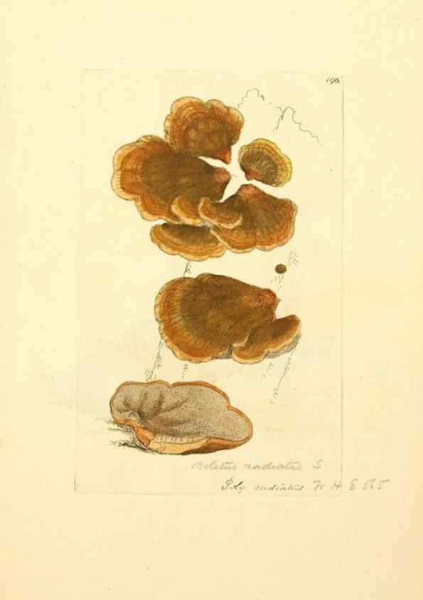 Reproducción/Reproduction 8229425713: Coloured figures of English fungi or mushrooms.. London,Printed by J. Davis,1797-[1809]