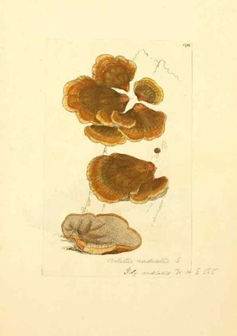 Reproducción/Reproduction 8229425713: Coloured figures of English fungi or mushrooms.. London,Printed by J. Davis,1797-[1809]