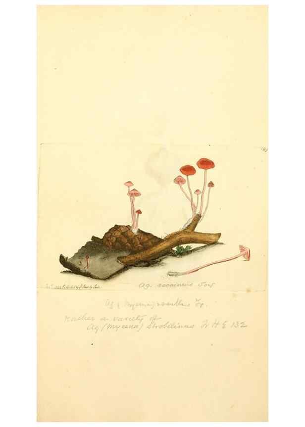 Reproducción/Reproduction 8230491690: Coloured figures of English fungi or mushrooms.. London,Printed by J. Davis,1797-[1809]