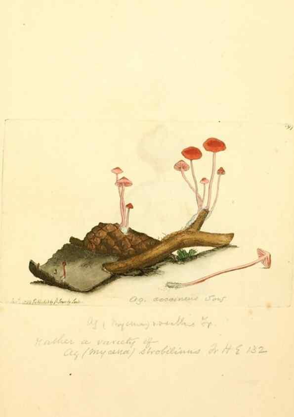 Reproducción/Reproduction 8230491690: Coloured figures of English fungi or mushrooms.. London,Printed by J. Davis,1797-[1809]