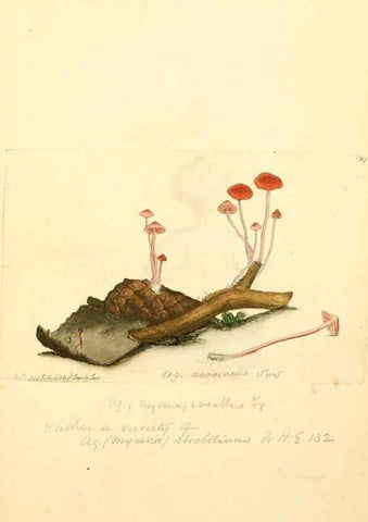 Reproducción/Reproduction 8230491690: Coloured figures of English fungi or mushrooms.. London,Printed by J. Davis,1797-[1809]