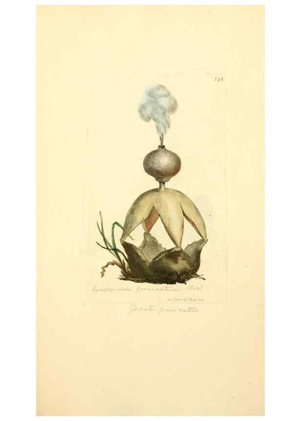 Reproducción/Reproduction 8229426735: Coloured figures of English fungi or mushrooms.. London,Printed by J. Davis,1797-[1809]