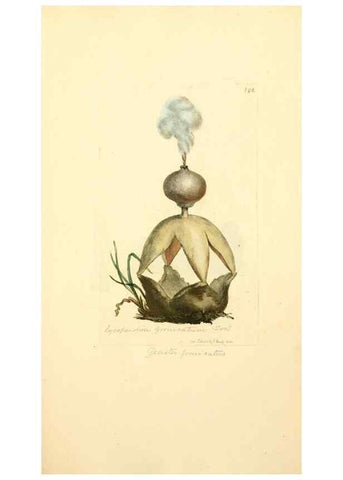 Reproducción/Reproduction 8229426735: Coloured figures of English fungi or mushrooms.. London,Printed by J. Davis,1797-[1809]