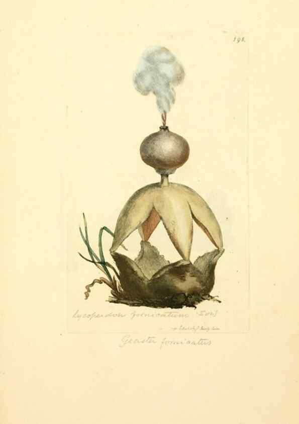 Reproducción/Reproduction 8229426735: Coloured figures of English fungi or mushrooms.. London,Printed by J. Davis,1797-[1809]