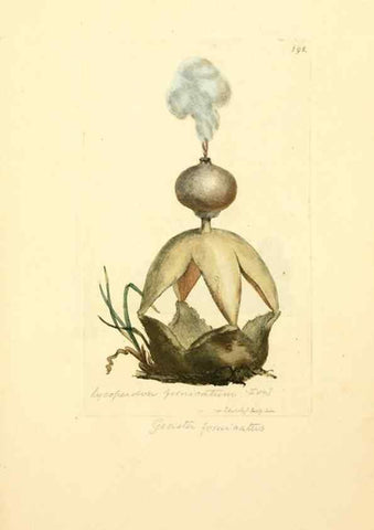 Reproducción/Reproduction 8229426735: Coloured figures of English fungi or mushrooms.. London,Printed by J. Davis,1797-[1809]