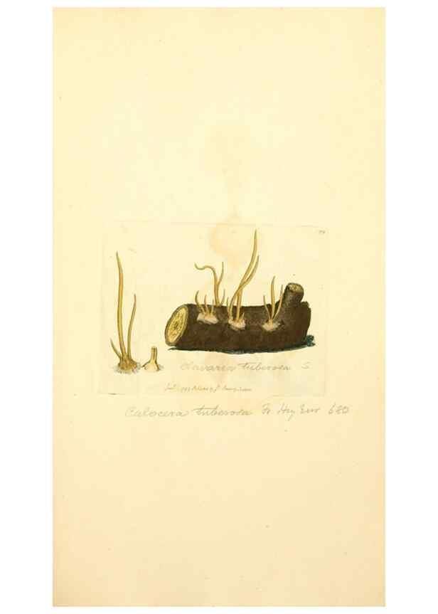 Reproducción/Reproduction 8230492686: Coloured figures of English fungi or mushrooms.. London,Printed by J. Davis,1797-[1809]