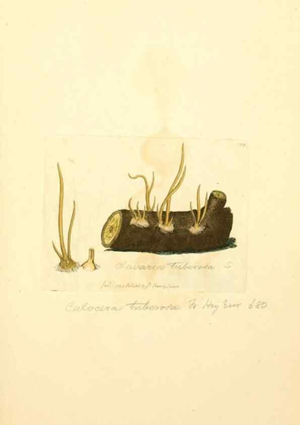 Reproducción/Reproduction 8230492686: Coloured figures of English fungi or mushrooms.. London,Printed by J. Davis,1797-[1809]