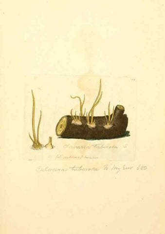 Reproducción/Reproduction 8230492686: Coloured figures of English fungi or mushrooms.. London,Printed by J. Davis,1797-[1809]