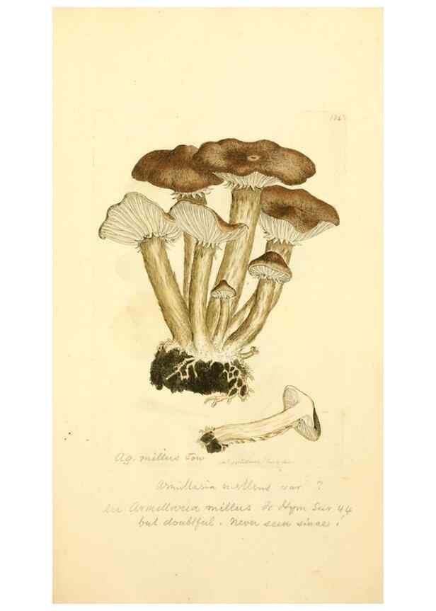 Reproducción/Reproduction 8230485076: Coloured figures of English fungi or mushrooms.. London,Printed by J. Davis,1797-[1809]