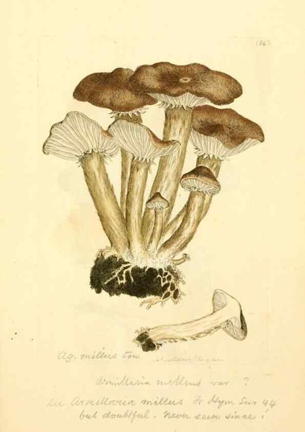 Reproducción/Reproduction 8230485076: Coloured figures of English fungi or mushrooms.. London,Printed by J. Davis,1797-[1809]