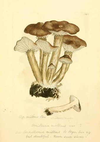 Reproducción/Reproduction 8230485076: Coloured figures of English fungi or mushrooms.. London,Printed by J. Davis,1797-[1809]